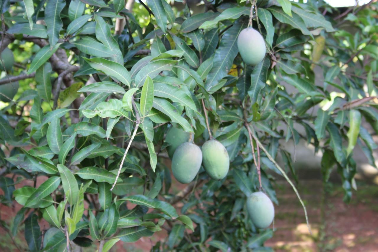Masaka Banda Lodge מראה חיצוני תמונה